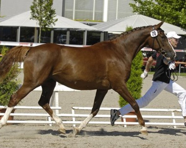 broodmare Scarlett BF (Bavarian, 2002, from Senna Z) broodmare Scarlett BF (Bavarian, 2002, from Senna Z)