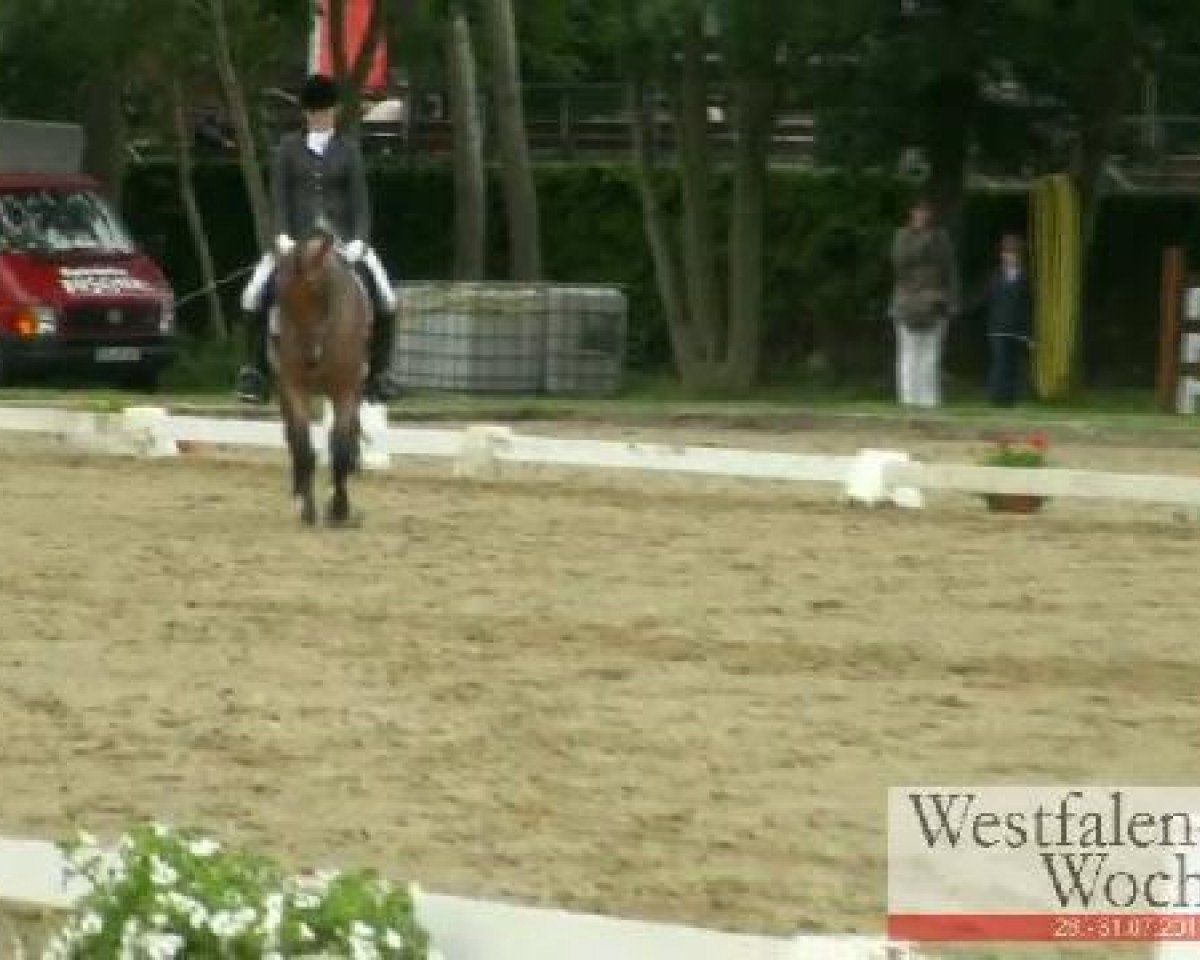 dressage horse Don Brillant (German Riding Pony, 2005, from Diamond Boy)