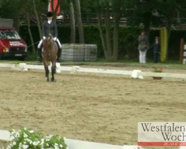 dressage horse Don Brillant (German Riding Pony, 2005, from Diamond Boy)