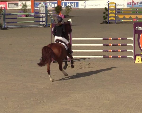Reitturnier Westergellersen 2022