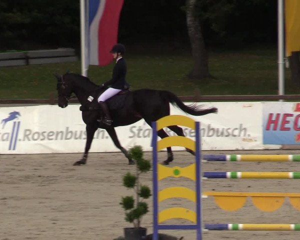 Reitturnier Westergellersen 2022