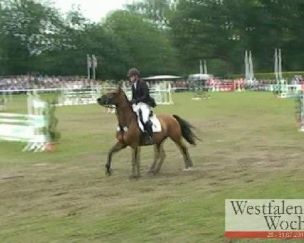 jumper Santos 471 (Hanoverian, 1996, from Sao Paulo)