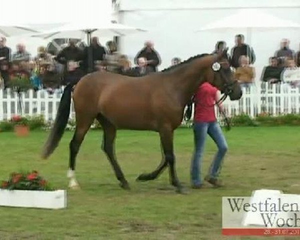 broodmare Double Future v H (German Riding Pony, 2008, from Danilo 80)