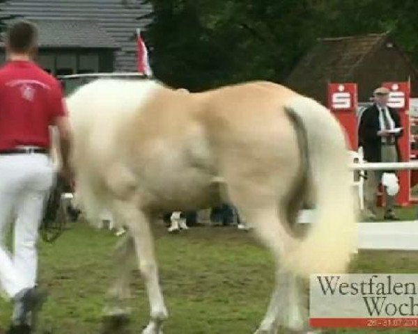 Pferd Waleska (Westfale, 2008, von Waldess Liz. 250/T)