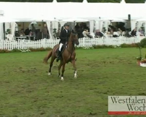 horse New Orleans 3 (Bavarian, 1996, from Acord's Son R)