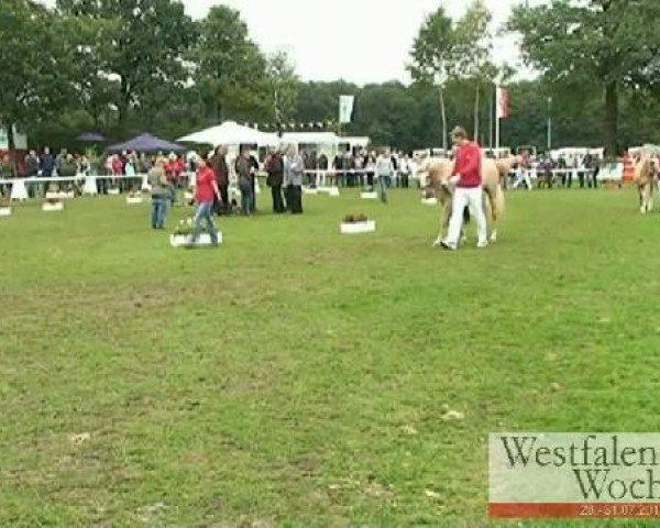 horse Girl's Dream (German Warmblood, 2008, from Gepsom)