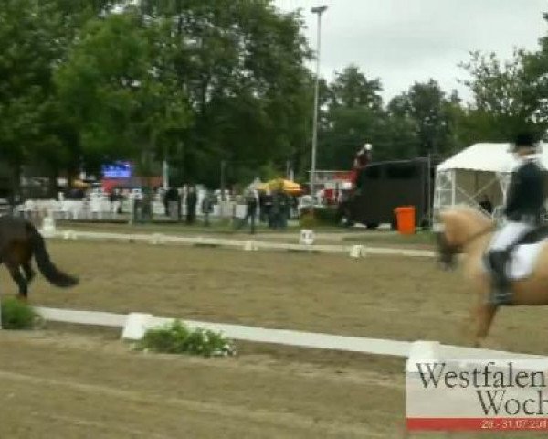 Dressurpferd Bugatti (Deutsches Reitpony, 2007, von Batman) Dressurpferd Bugatti (Deutsches Reitpony, 2007, von Batman)