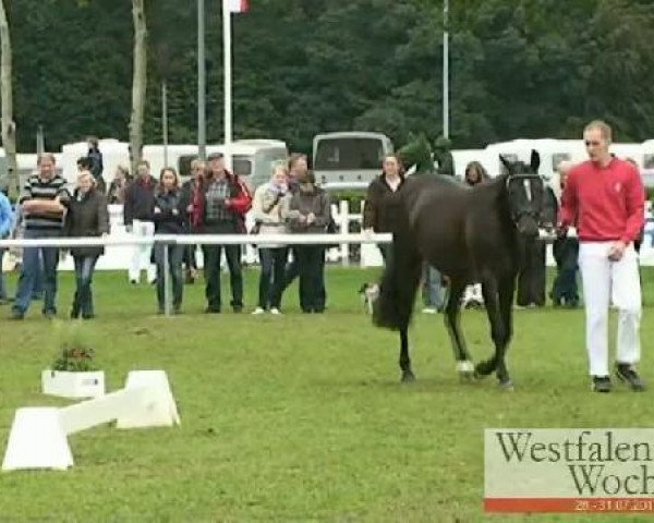 jumper Dollar Girl (Westphalian, 2008, from Don Diabolo NRW)