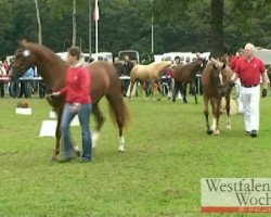 broodmare Leva Lotta (Westphalian, 2008, from Luxius)