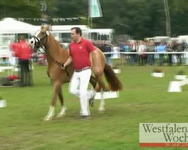 Dressurpferd Donna FH (Deutsches Reitpony, 2008, von FS Don't Worry)