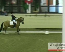 Dressurpferd Don't Dream (Deutsches Reitpony, 2006, von Der Harlekin B)
