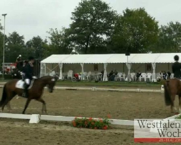 jumper Dalcassian (Irish Sport Horse, 1990)