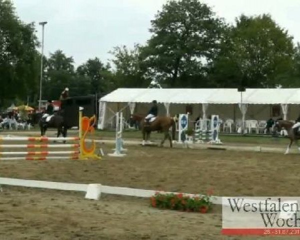 Dressurpferd Loxley's Girl F (Westfale, 2006, von Lord Loxley I)