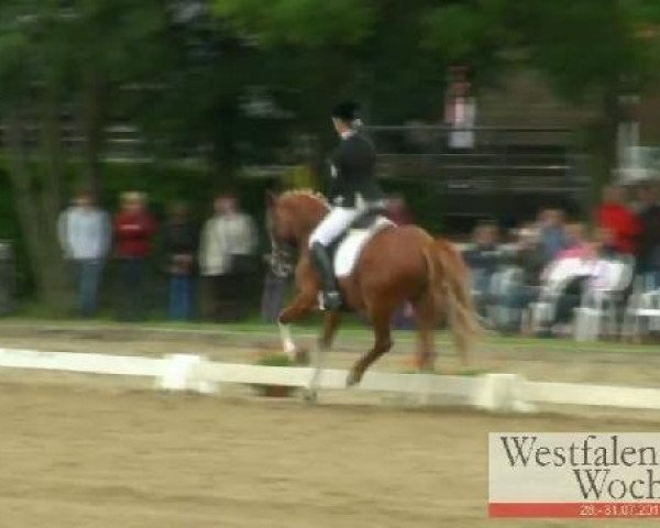 dressage horse Vigo H (German Riding Pony, 2005, from Vivaldi)
