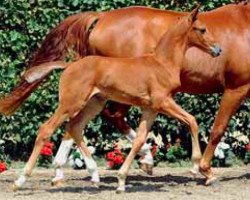 dressage horse Baxter (Rhinelander, 2011, from Boston)