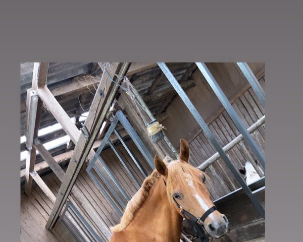 Zuchtstute Alicia N (Deutsches Reitpony, 2004, von Highway N)
