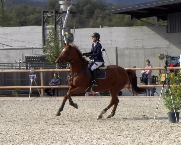 Reitturnier Felsberg 2022