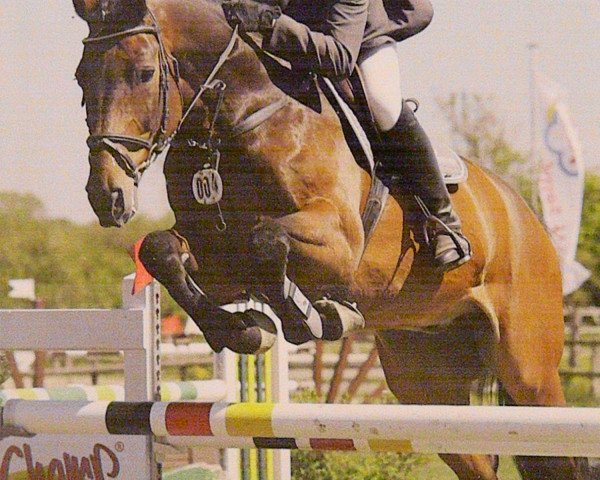 horse Acoretto (Holsteiner, 1993, from Acord II)