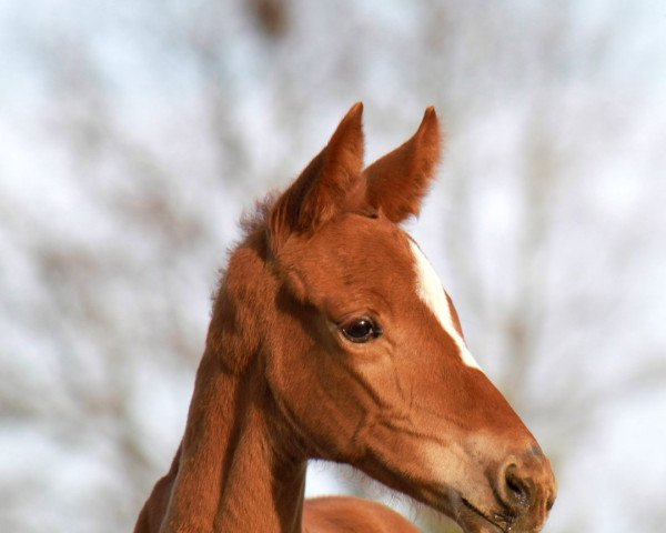 broodmare Valera (Hanoverian, 2022, from Va' Pensiero FRH)