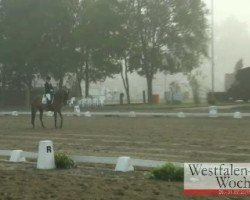 dressage horse Rock-DJ (Westphalian, 2006, from Real Diamond)