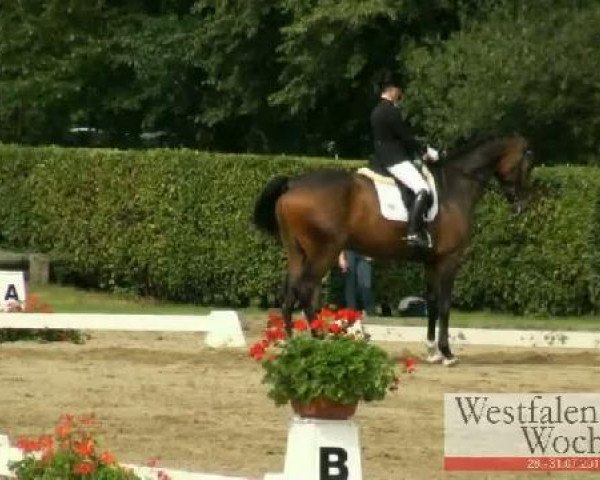 dressage horse Picardo 13 (Westphalian, 2006, from Pik Labionics)