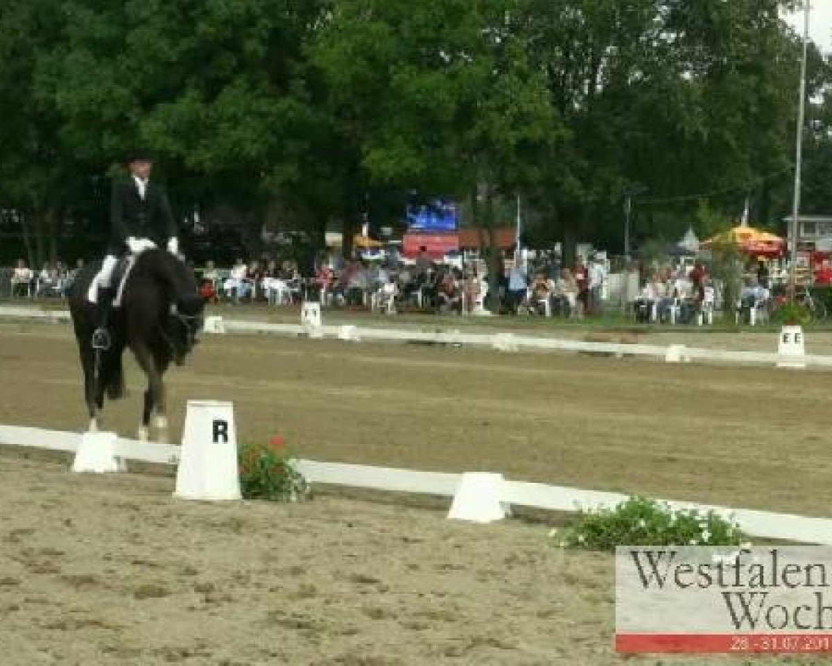 dressage horse Diavolo Nero (Westphalian, 2006, from Dimaggio)
