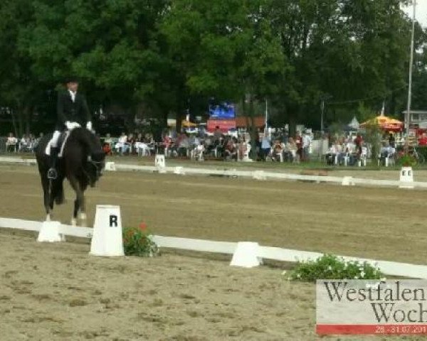 dressage horse Diavolo Nero (Westphalian, 2006, from Dimaggio)