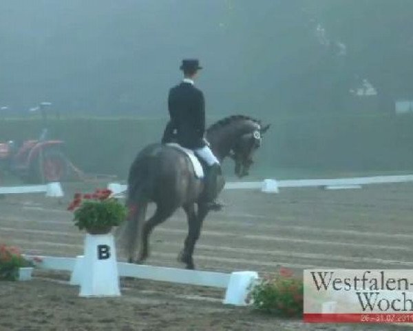 dressage horse Rigoletto 195 (Hanoverian, 2006, from Royal Diamond)