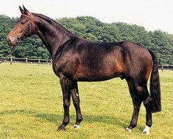 stallion Mon Chèri (Hanoverian, 1985, from Matcho AA)