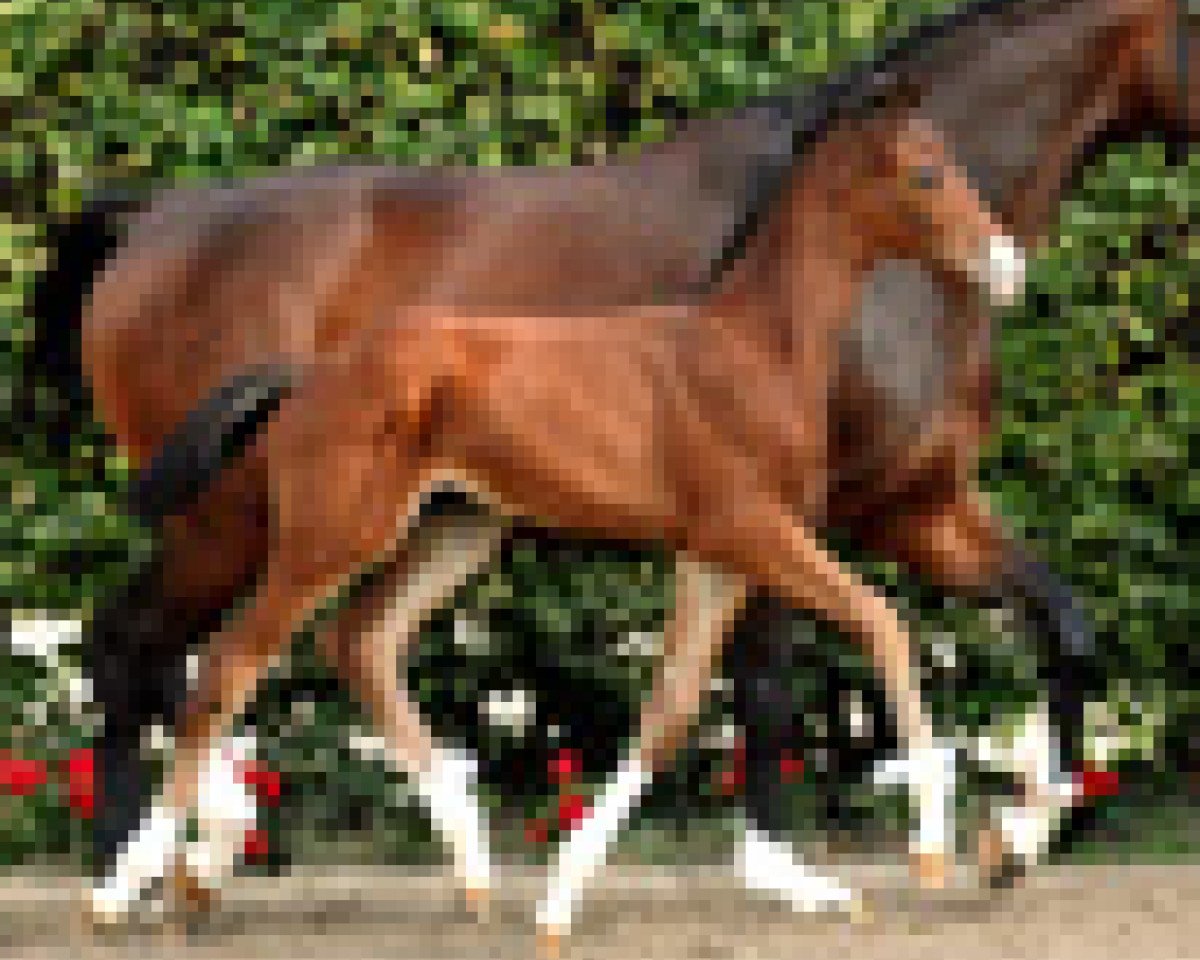 Cavallo Rock Idol (Westfalico, 2011, di Rock Forever NRW) - NRW Fohle Auktion 2011