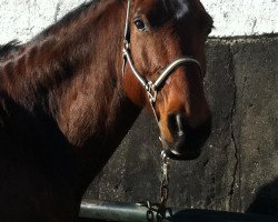 horse Pirol 155 (Sachse, 2001, from Planitz)