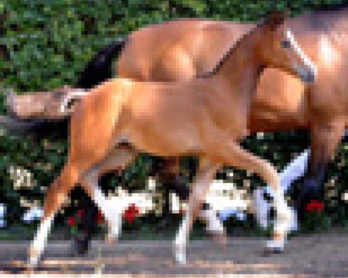 Pferd Chelsea V (Westfale, 2011, von Clinton)