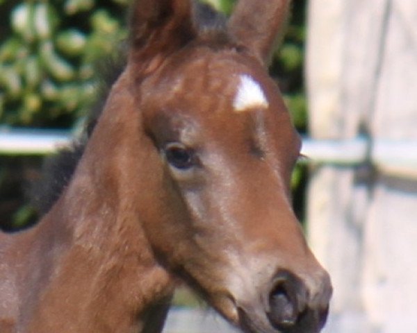 horse Va' Danciero (Hanoverian, 2022, from Va' Pensiero FRH)