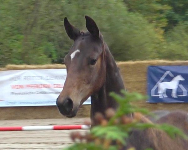 dressage horse Indiana Jones (Hanoverian, 2021, from In My Mind NRW)