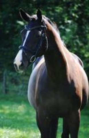 broodmare Highleen (Oldenburg, 2001, from Harvard)
