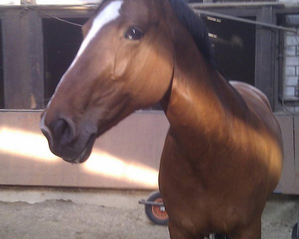 horse Diljana (Westphalian, 1998, from Dinard L)