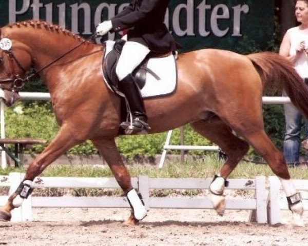 dressage horse Se.M. Don Giovanni (German Riding Pony, 2002, from FS Don't Worry)