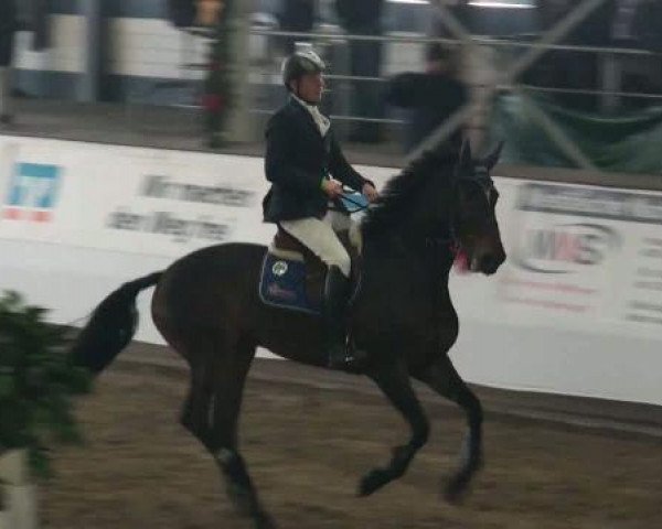 broodmare Ramina 168 (Holsteiner, 2001, from Colman)
