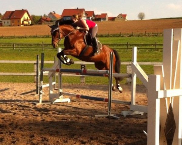broodmare Adriana 51 (Bavarian, 2003, from Leviano)