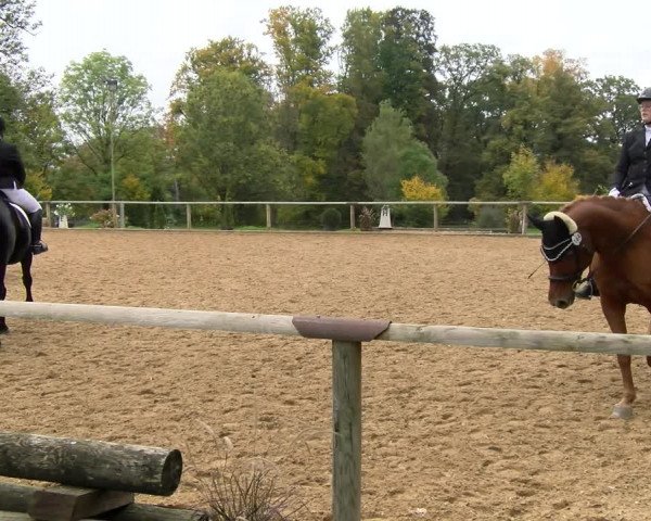 Reitturnier Diessen 2022