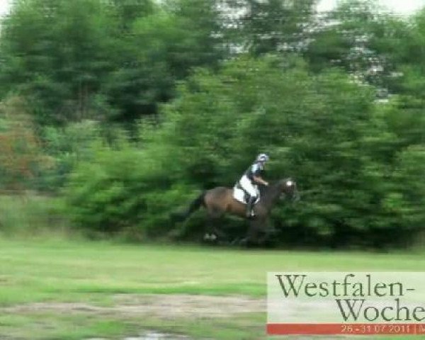 jumper Sam B. (Hanoverian, 2005, from Stakkato)