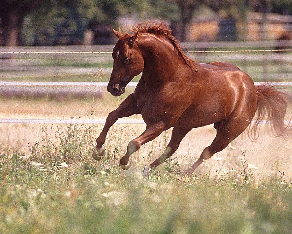 stallion Nics Peppy Train (Quarter Horse, 1996, from Dual Peppy)