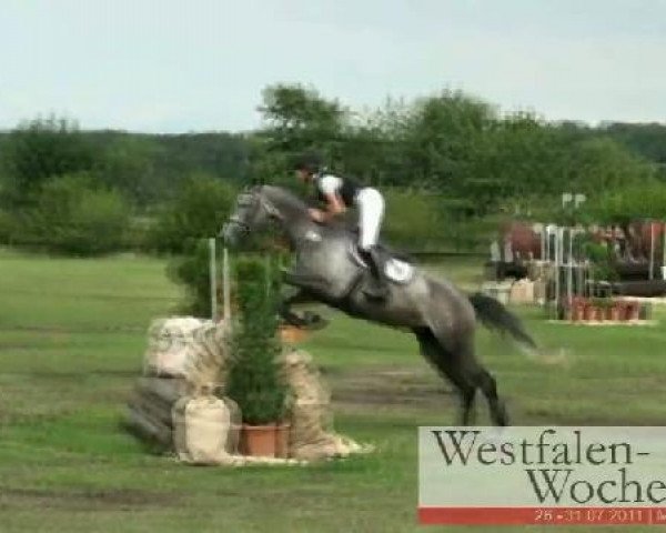 eventing horse Catania 104 (Holsteiner, 2006, from Cartani 4)