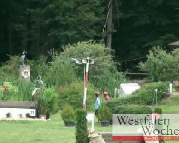 jumper Enzo B (Hanoverian, 2006, from Exorbitant xx)