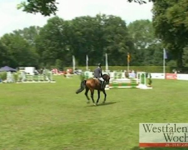 Springpferd Cornedo 2 (Westfale, 2007, von Condiro)