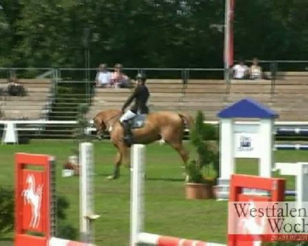 jumper Querida (Westphalian, 2007, from Quidam's Rubin)