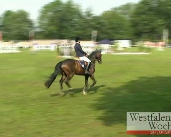 horse Rambo 491 (Westphalian, 2006, from Rheingau)