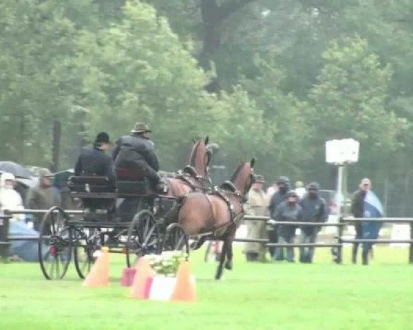 horse Flavio 45 (Hanoverian, 2005, from Florencio I)