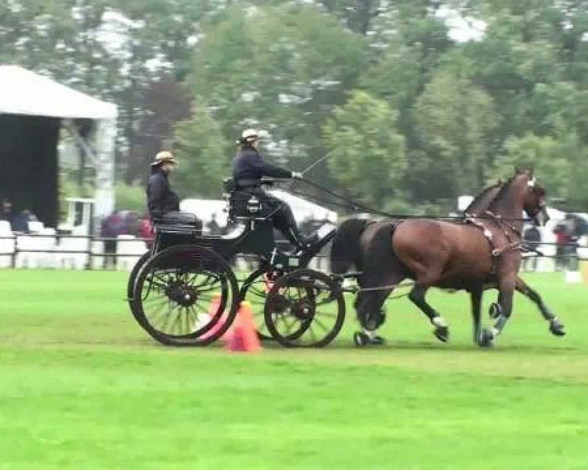 horse Joy 217 (KWPN (Royal Dutch Sporthorse), 2000, from Joviaal)