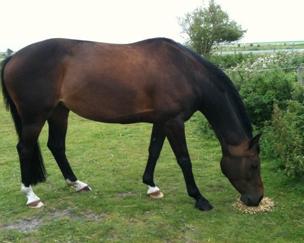 jumper Contess Cleo (Hanoverian, 2002, from Contendro I)